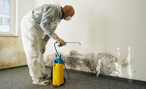 Mold Documentation for Insurance Claims in Wilmington Island, GA