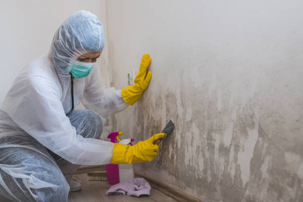 Why You Should Choose Our Mold Remediation Services in Wilmington Island, GA